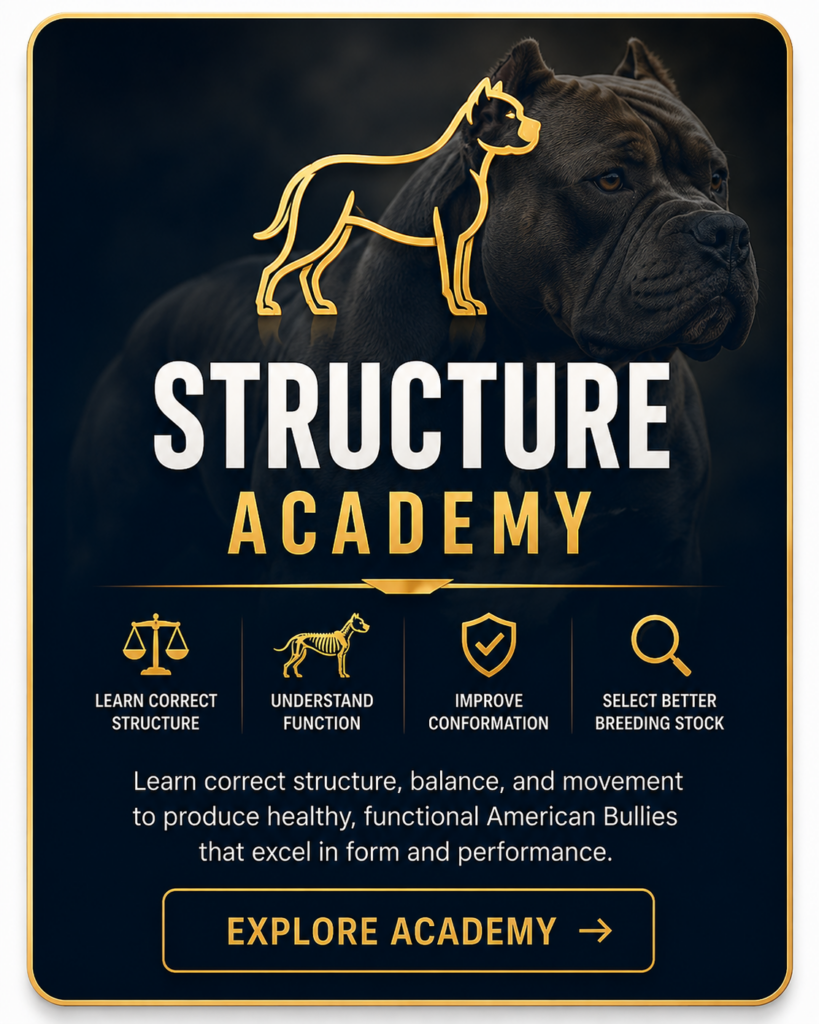 The American Bully Breed|Home