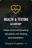 The American Bully Breed|Home