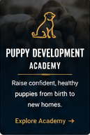 The American Bully Breed|Home