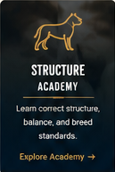 The American Bully Breed|Home