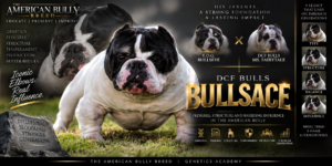 Read more about the article Bullsace Bloodline: Pedigree, Structure and Breeding Influence in the American Bully