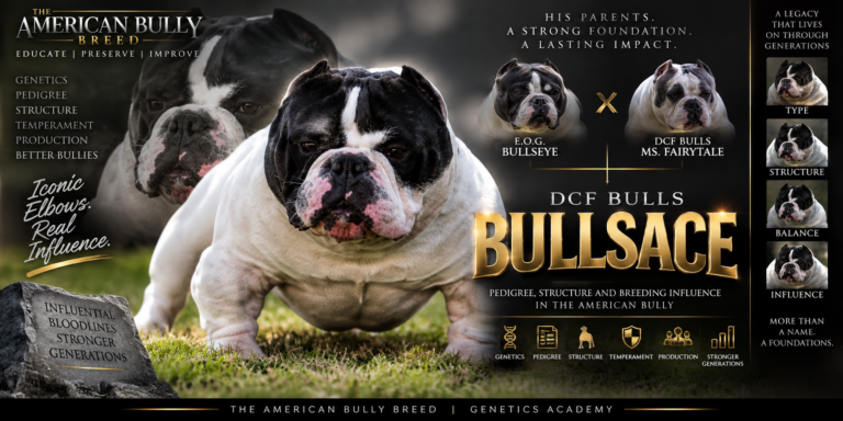 DCF Bulls Bullsace American Bully highlighting his pedigree, distinctive structure, and influence on American Bully breeding programs.