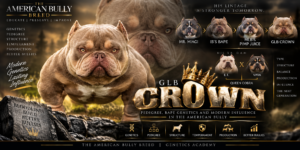 Read more about the article Crown Bloodline: Pedigree, Bape Genetics and Modern Influence in the American Bully
